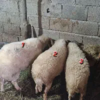 گوسفند نر