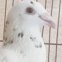 سرور پلاکی