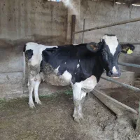 گاو هلشتاین