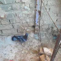 ۳تا ماده کاکلی