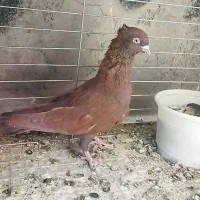 کفتر پرنده کبوتر دم سیاه سینه سرخ|پرنده|زارچ, |دیوار