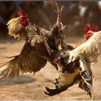 خروس‌ محلی