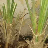 پاجوش نخل خوب