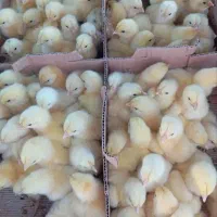 سنگین وزن  آمل قیمت ۶۵هزار دونه ای