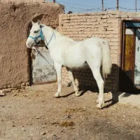 فروش اسب کرد