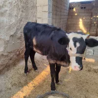 گوساله ماده سمینتال|حیوانات مزرعه|باوی, |دیوار