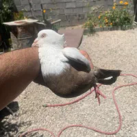 کبوتر دم قهوه ای چشم وو نوک سفید نر