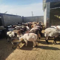 160راس بره نر|حیوانات مزرعه|حسن آباد, |دیوار