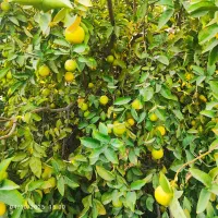 خرید میوه|خدمات باغبانی و درختکاری|جیرفت, |دیوار