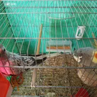 جفت عروس هلندی