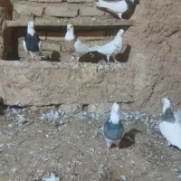 کبوتر