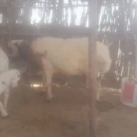 یه راس قوچ داشتی هم کشتار قوچ شیرازی