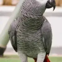 طوطی کاسکو پیدا شده