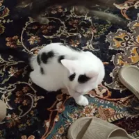 واگذاری بچه گربه 4 ماهه