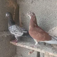 کبوتر پرشی و گره|پرنده|میناب, |دیوار