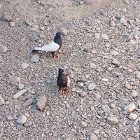 کفتر سینه سیاه