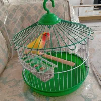 طوطی برزیلی|پرنده|قم, در بهشت|دیوار