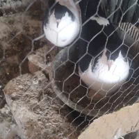 دو جفت جفتگاه عطیقه بدون رخت
