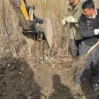 ـ نهال گردوی پربار و اصیل|خدمات باغبانی و درختکاری|سنندج, |دیوار