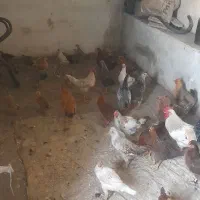 مرغ و طیور|حیوانات مزرعه|مسجد سلیمان, |دیوار