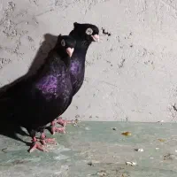 کبوتر