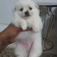 سگ شیتزو پامر عروسکی فقط ۳۸۰۰|سگ|قزوین, |دیوار