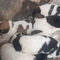 توسگ ۷عددواگذارمیشود مجانی پولی نیست