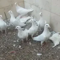 یک جفت کبوتر زاجر سفید مغلق