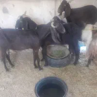 ۳عدد بز دورگ کاموری دورگه چشم صدفی و یک نری گلابی|حیوانات مزرعه|کهنوج, |دیوار