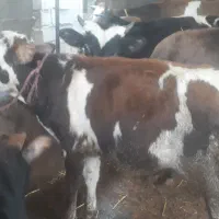 فروش گوساله تر تمیز شیر خورد