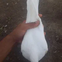 سلام یه کبوتر  ماده از نصل شمرونی|پرنده|مزرعه کتول, |دیوار