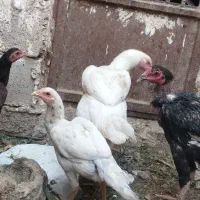 معاوضه مرغ باگوشی