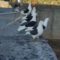 6عددکبوتر پشتدار