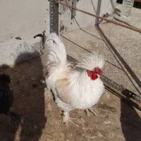 خروس سالم و بی نظیر|حیوانات مزرعه|قم, در بهشت|دیوار