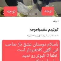 کبوتر دم سفیدبا جوجه