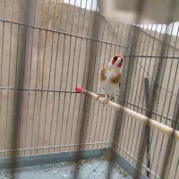 سهره چونه سفید نر