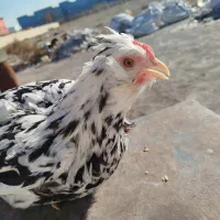 تخم نطفه دار گلین|حیوانات مزرعه|اسلام‌شهر, مطهری|دیوار