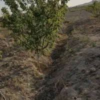 باغچه