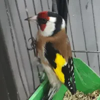 سهره دهندار