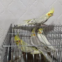 عروس هلندی|پرنده|آبیک, |دیوار