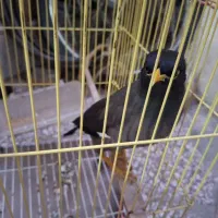 مرغ مینا|پرنده|قم, شهرک امام حسین|دیوار