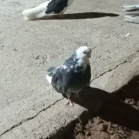 دوجفت تهرانی