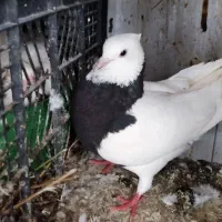 کبوتر|پرنده|اندیمشک, |دیوار