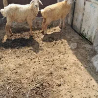 ۲ عدد بره ماده قیمت ۳۲میلیون