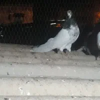 کبوتر کشیده