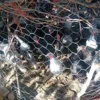 بوقلمون|حیوانات مزرعه|چگنی, |دیوار