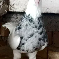 جفت طوقی درجه یک|پرنده|خرمشهر, |دیوار