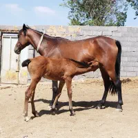 مادیان وکره نر دو ماه از سالار بختیاری