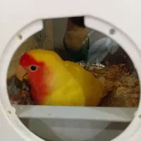 پرنده طوطی برزیلی|پرنده|اردبیل, |دیوار