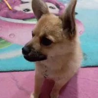 واگذاری سگ پامر ۶ماه ماده|سگ|فولادشهر, مسکن مهر فولادشهر|دیوار